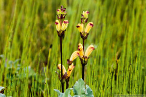 Pedicularis